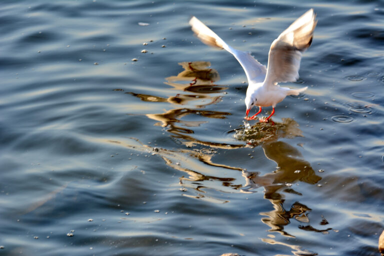 Nature - DSC_5948